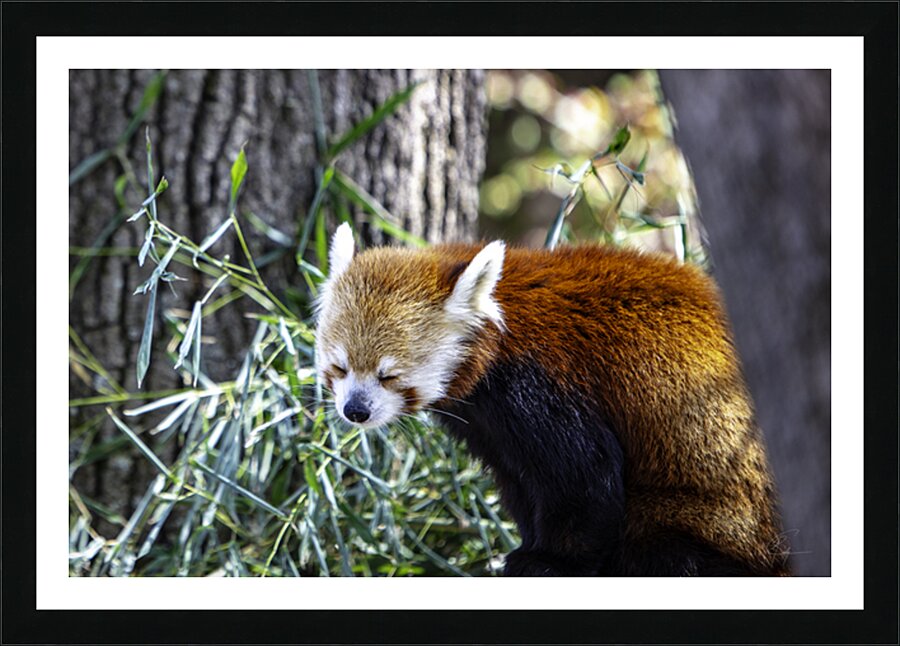 Sleepy Panda Picture Frame print
