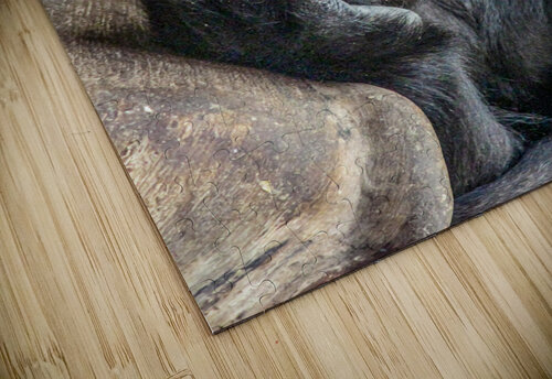 Pondering Gorilla C R Fine Arts by Branded Exposure LLC puzzle