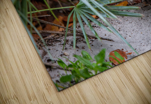 Miami Critters C R Fine Arts by Branded Exposure LLC puzzle