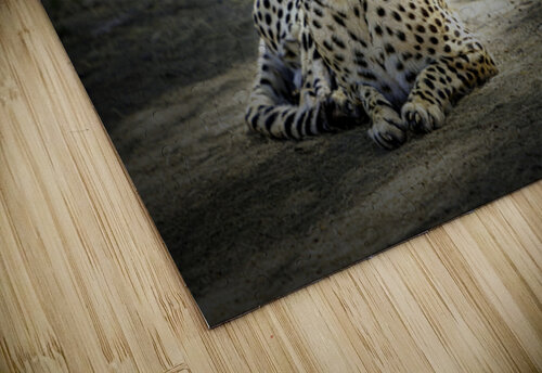 Here Kitty Kitty C R Fine Arts by Branded Exposure LLC puzzle