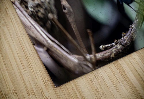 Paradise Tanager C R Fine Arts by Branded Exposure LLC puzzle