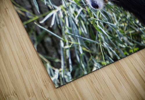 Sleepy Panda C R Fine Arts by Branded Exposure LLC puzzle