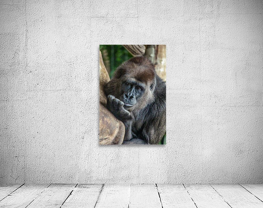 Pondering Gorilla Wall Preview