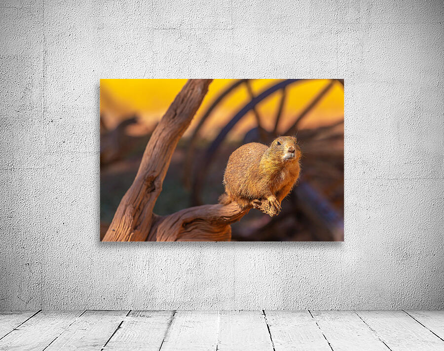 Prairie Dog Hangin Out Wall Preview