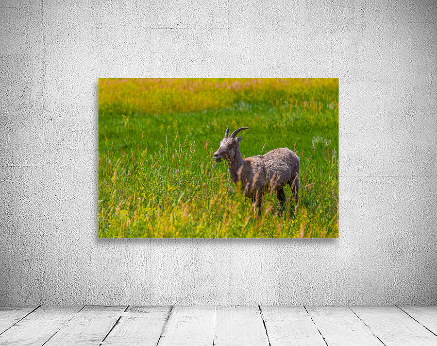 Lunchtime Goat Wall Preview