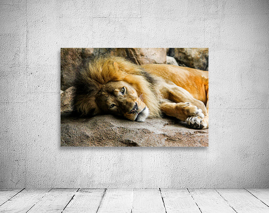 The King Relaxes Wall Preview