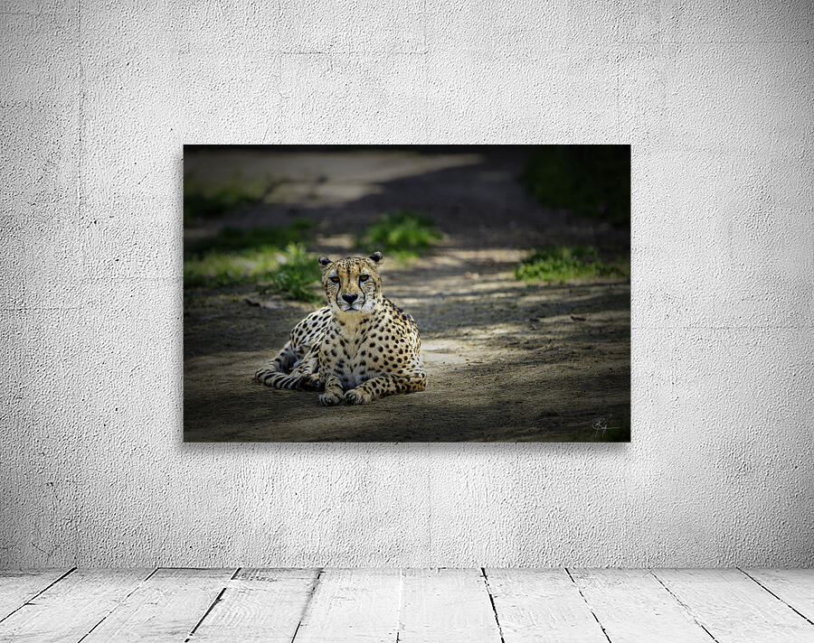 Here Kitty Kitty Wall Preview