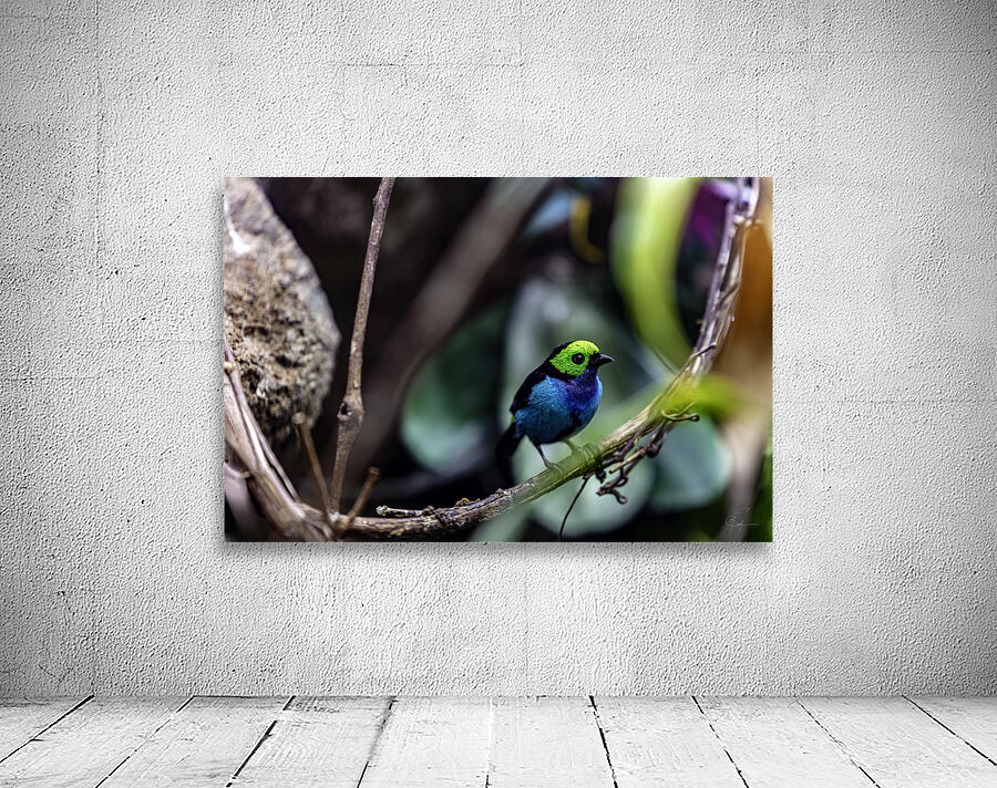 Paradise Tanager Wall Preview