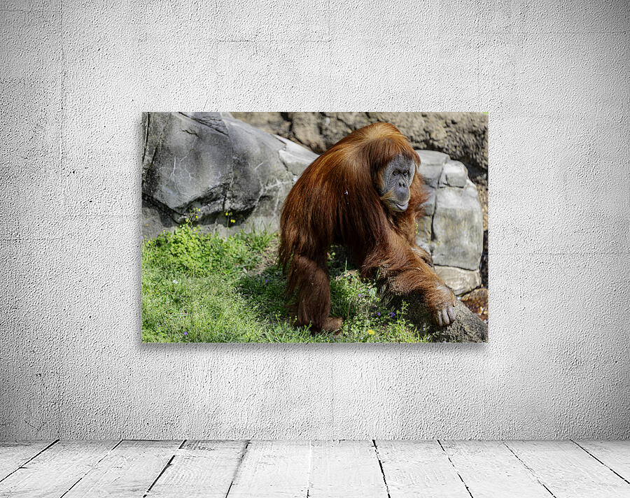 The Original Red Head Wall Preview