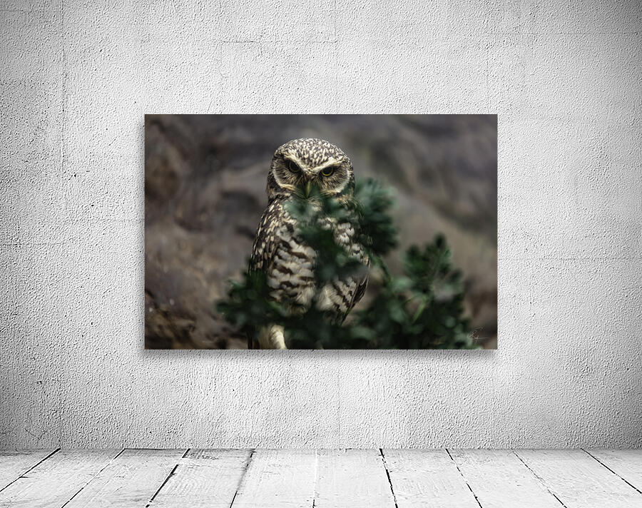 Who Who You Looking At Wall Preview