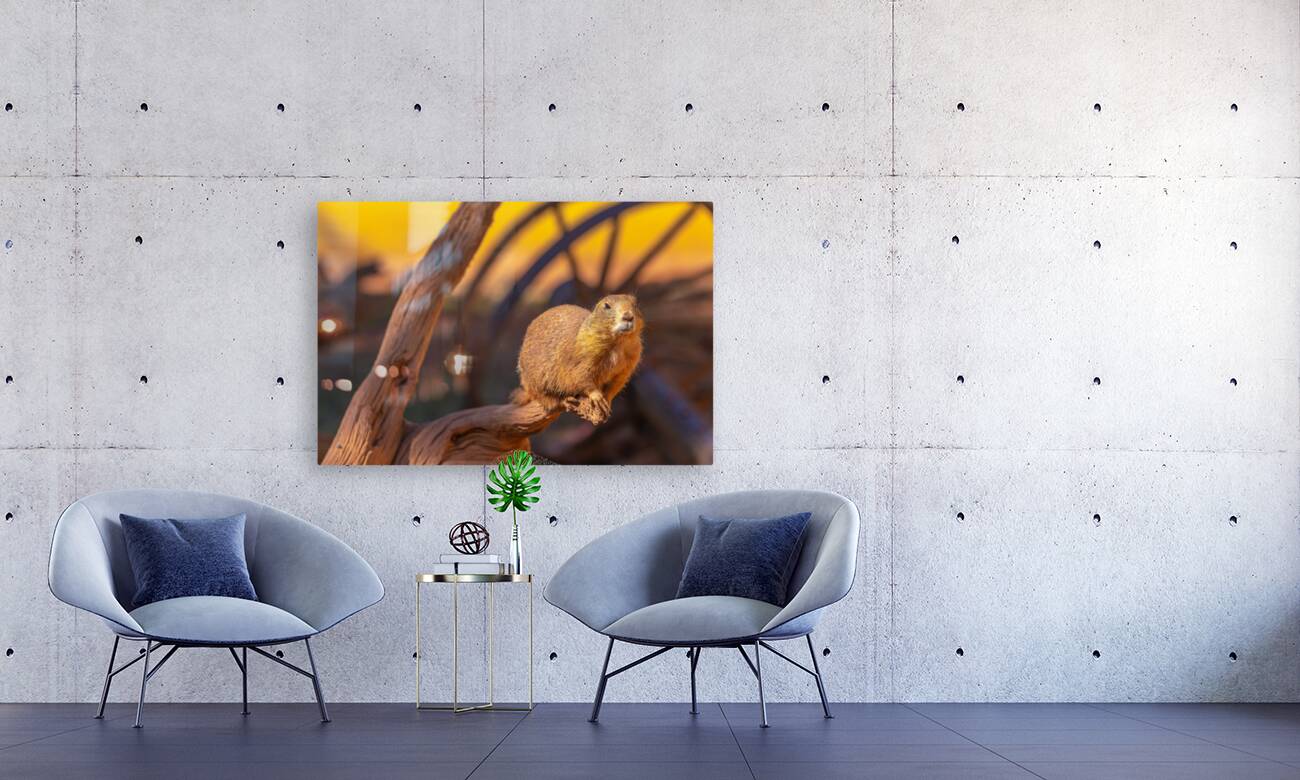 Prairie Dog Hangin Out Reproduction