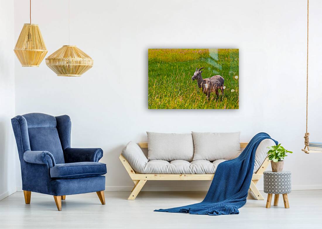 Lunchtime Goat Reproduction