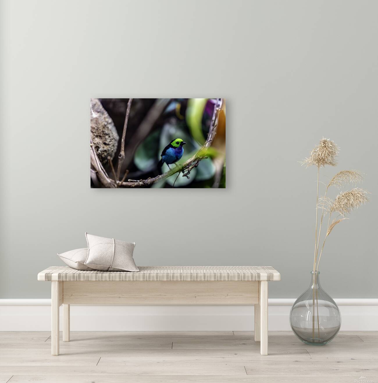 Paradise Tanager Reproduction