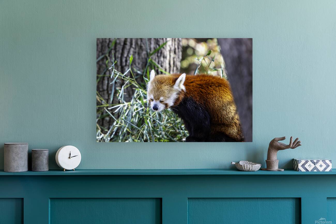 Sleepy Panda Reproduction